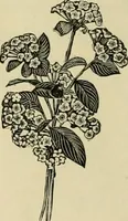 An illustration from Spring & summer fashion catalogue. (1898)