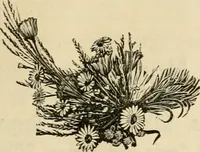 An illustration from Spring & summer fashion catalogue. (1898)