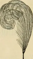 An illustration from Spring & summer fashion catalogue. (1898)
