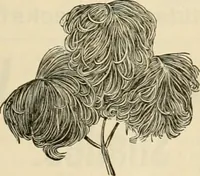 An illustration from Spring & summer fashion catalogue. (1898)
