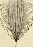 An illustration from Spring & summer fashion catalogue. (1898)