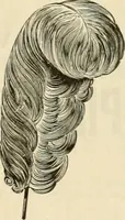 An illustration from Spring & summer fashion catalogue. (1898)