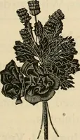 An illustration from Spring & summer fashion catalogue. (1898)