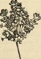 An illustration from Spring & summer fashion catalogue. (1898)