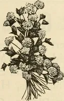 An illustration from Spring & summer fashion catalogue. (1898)