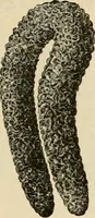 An illustration from Spring & summer fashion catalogue. (1898)