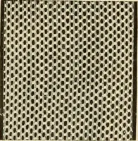 An illustration from Spring & summer fashion catalogue. (1898)