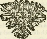An illustration from Staat- en zedekundige zinneprenten, of, Leerzame fabelen (1731)