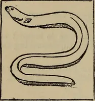 An illustration from The standard electrical dictionary; a popular dictionary of words, terms, and phrases, used in the practice of electrical engineering (1897)