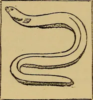 An illustration from The standard electrical dictionary : a popular encyclopaedia of words and terms used in the practice of electrical engineering (1898)