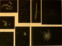 An illustration from Star atlas : containing maps of all the stars from 1 to 6.5 magnitude between the north pole and 340s south declination, and of all nebulae and star clusters in the same region which are visible in telescopes of moderate powers (1893)