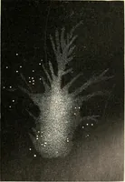 An illustration from Star atlas containing maps of all the stars from 1 to 6.5 magnitude between the North Pole and 34 south declination, and of all nebulae and star clusters in the same region which are visible in telescopes of moderate powers. With explanatory text by H.J. Klein. Translated by Edmond McClure (1901)