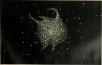 An illustration from Star atlas containing maps of all the stars from 1 to 6.5 magnitude between the North Pole and 34 south declination, and of all nebulae and star clusters in the same region which are visible in telescopes of moderate powers. With explanatory text by H.J. Klein. Translated by Edmond McClure (1901)