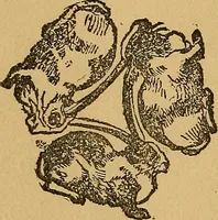 An illustration from The Star games, tricks and puzzles (1893)