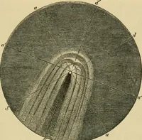 An illustration from Stargazing: past and present (1878)