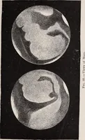 An illustration from Star-land; being talks with young people about the wonders of the heavens (1899)