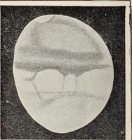 An illustration from Star-land; being talks with young people about the wonders of the heavens (1899)