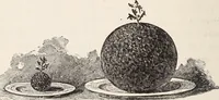 An illustration from Star-land; being talks with young people about the wonders of the heavens (1899)