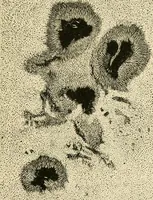 An illustration from Star-land : being talks with young people about the wonders of the heavens (1891)
