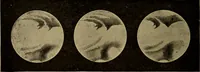 An illustration from Stars and telescopes; a hand-book of popular astronomy, founded on the 9th ed. of Lynn's Celestial motions (1899)