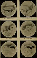 An illustration from Stars and telescopes; a hand-book of popular astronomy, founded on the 9th ed. of Lynn's Celestial motions (1899)