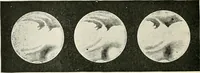 An illustration from Stars and telescopes; a hand-book of popular astronomy founded on the 9th ed. of Lynn's Celestial motions (1901)