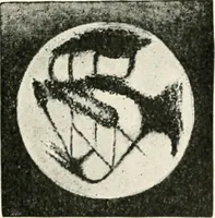 Picture 83 of 210 from Stars and telescopes; a hand-book of popular astronomy founded on the 9th ed. of Lynn's Celestial motions (1901), leaf 212