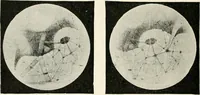 Picture 87 of 210 from Stars and telescopes; a hand-book of popular astronomy founded on the 9th ed. of Lynn's Celestial motions (1901), leaf 223