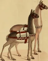 Picture 1 of 20 from The present state of Peru : comprising its geography, topography, natural history, mineralogy, commerce, the customs and manners of its inhabitants, the state of literature, philosophy, and the arts, the modern travels of the missionaries in the heretofore unexplored mountainous territories, &c. &c. (1805), leaf 7