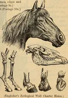 Picture 64 of 81 from Steiger's kindergarten catalogue (1900), leaf 102