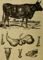 An illustration from Steiger's kindergarten catalogue (1900)