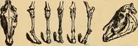 An illustration from Steiger's kindergarten catalogue (1900)
