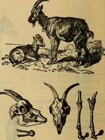 An illustration from Steiger's kindergarten catalogue (1900)