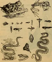 An illustration from Steiger's kindergarten catalogue (1900)