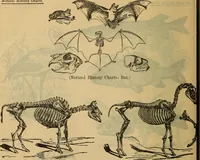An illustration from Steiger's kindergarten catalogue (1900)