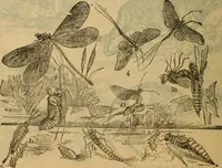 An illustration from Steiger's kindergarten catalogue (1900)