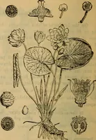 Picture 75 of 81 from Steiger's kindergarten catalogue (1900), leaf 109