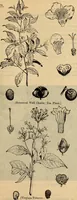Picture 77 of 81 from Steiger's kindergarten catalogue (1900), leaf 110