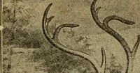 Picture 55 of 81 from Steiger's kindergarten catalogue (1900), leaf 95