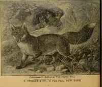 Picture 57 of 81 from Steiger's kindergarten catalogue (1900), leaf 95