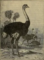 An illustration from Steiger's kindergarten catalogue (1900)
