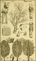 An illustration from Steph. Blancardi Anatomia reformata, sive, Concinna corporis humani : dissectio, ad neotericorum mentem adornata, plurimisque tabulis chalcographicis illustrata : accedit ejusdem authoris be balsamatione, nova methodus, à nemine antehac hoc modo descripta (1687)