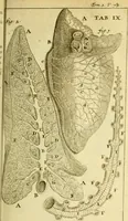 An illustration from Steph. Blancardi Anatomia reformata, sive, Concinna corporis humani : dissectio, ad neotericorum mentem adornata, plurimisque tabulis chalcographicis illustrata : accedit ejusdem authoris be balsamatione, nova methodus, à nemine antehac hoc modo descripta (1687)