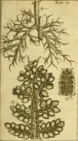 An illustration from Steph. Blancardi Anatomia reformata, sive, Concinna corporis humani : dissectio, ad neotericorum mentem adornata, plurimisque tabulis chalcographicis illustrata : accedit ejusdem authoris be balsamatione, nova methodus, à nemine antehac hoc modo descripta (1687)