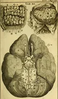 An illustration from Steph. Blancardi Anatomia reformata, sive, Concinna corporis humani : dissectio, ad neotericorum mentem adornata, plurimisque tabulis chalcographicis illustrata : accedit ejusdem authoris be balsamatione, nova methodus, à nemine antehac hoc modo descripta (1687)