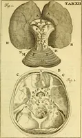 An illustration from Steph. Blancardi Anatomia reformata, sive, Concinna corporis humani : dissectio, ad neotericorum mentem adornata, plurimisque tabulis chalcographicis illustrata : accedit ejusdem authoris be balsamatione, nova methodus, à nemine antehac hoc modo descripta (1687)