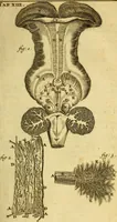An illustration from Steph. Blancardi Anatomia reformata, sive, Concinna corporis humani : dissectio, ad neotericorum mentem adornata, plurimisque tabulis chalcographicis illustrata : accedit ejusdem authoris be balsamatione, nova methodus, à nemine antehac hoc modo descripta (1687)