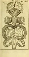An illustration from Steph. Blancardi Anatomia reformata, sive, Concinna corporis humani : dissectio, ad neotericorum mentem adornata, plurimisque tabulis chalcographicis illustrata : accedit ejusdem authoris be balsamatione, nova methodus, à nemine antehac hoc modo descripta (1687)
