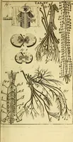 An illustration from Steph. Blancardi Anatomia reformata, sive, Concinna corporis humani : dissectio, ad neotericorum mentem adornata, plurimisque tabulis chalcographicis illustrata : accedit ejusdem authoris be balsamatione, nova methodus, à nemine antehac hoc modo descripta (1687)