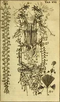 An illustration from Steph. Blancardi Anatomia reformata, sive, Concinna corporis humani : dissectio, ad neotericorum mentem adornata, plurimisque tabulis chalcographicis illustrata : accedit ejusdem authoris be balsamatione, nova methodus, à nemine antehac hoc modo descripta (1687)